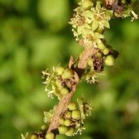 Bridelia retusa (L.) A.Juss.